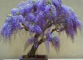 170808101844_bolusanthus speciosus bonsai (6) thumb